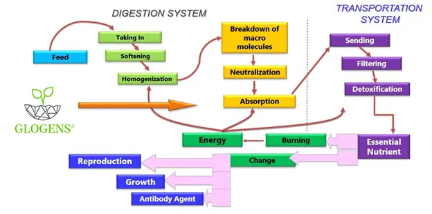 glogens liquid nutrients scientific background